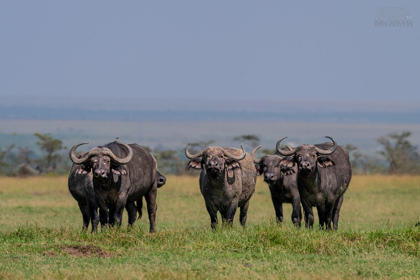 Ol Pejeta - Afrikaanse buffels  Stefan Cruysberghs